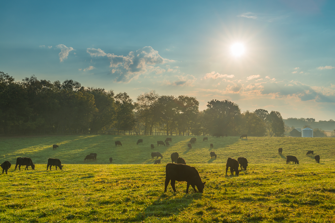 Farms & Country Estates