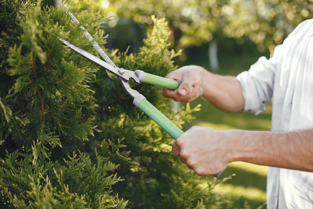 garden tools: shears