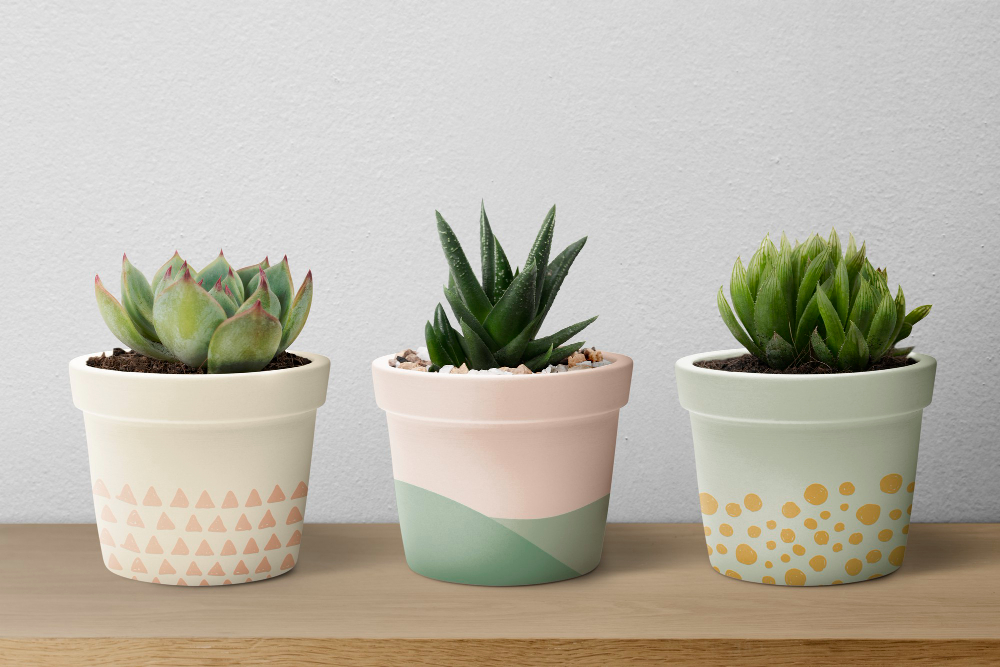 things to buy for a new house - plants that don't require a lot of water, succulents