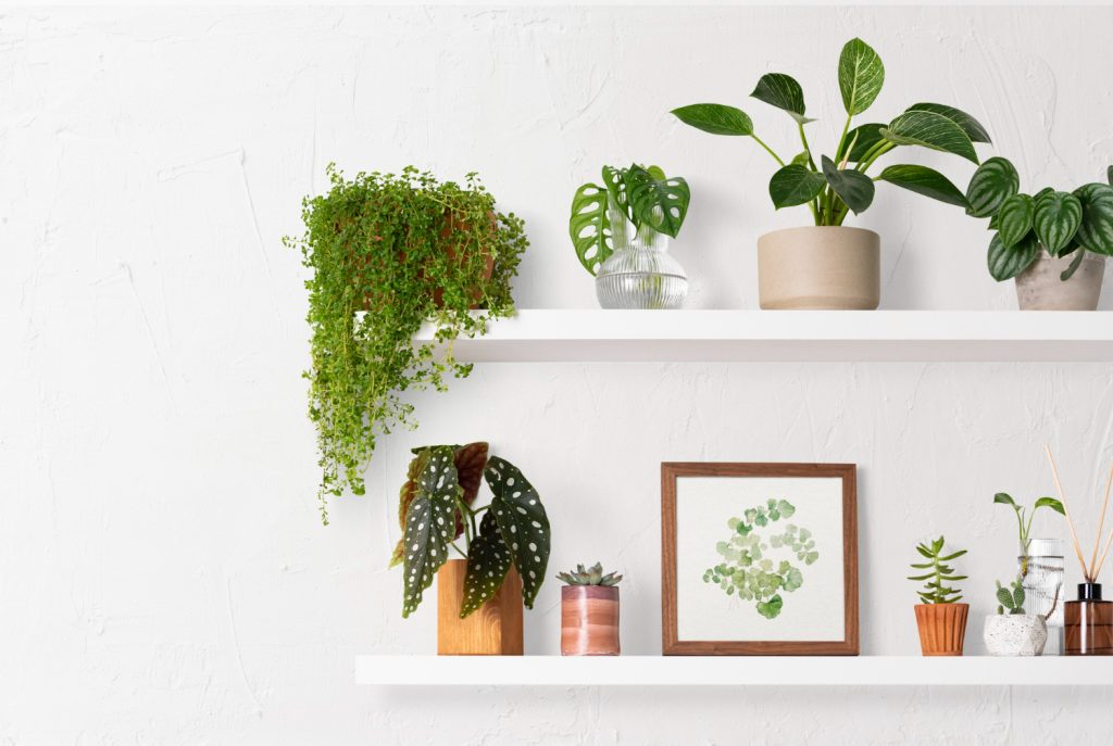 https://www.knightfrank.ie/wp-content/uploads/2022/11/home-decor-indoor-plant-shelf-1024x687.jpg