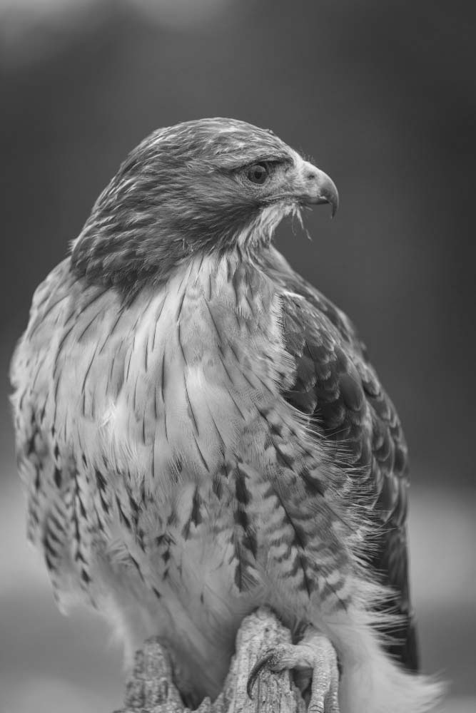 the origins of the words 'mews' comes from the majestic hawks that were initially housed within the King's Mews at Charing Cross in London during the 14th century.