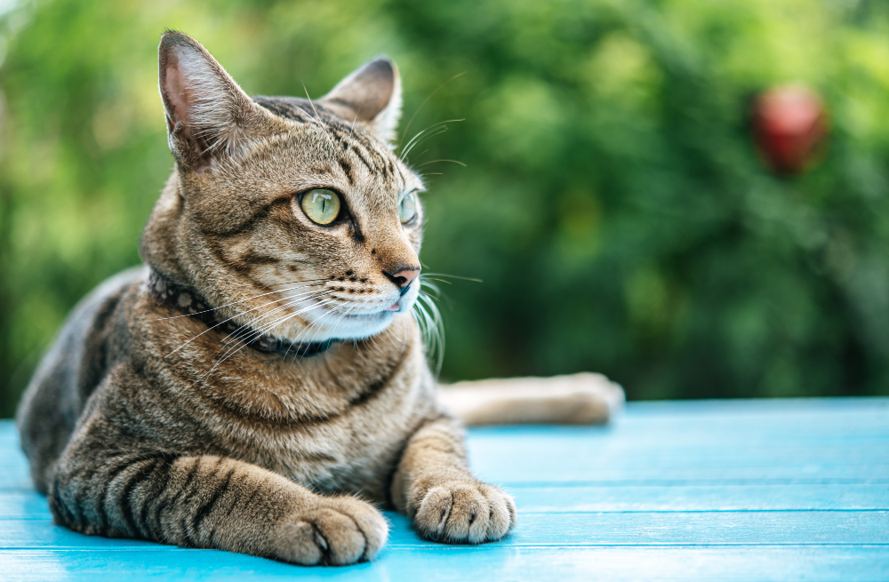 tabby-blue-cement-floor-looking-left