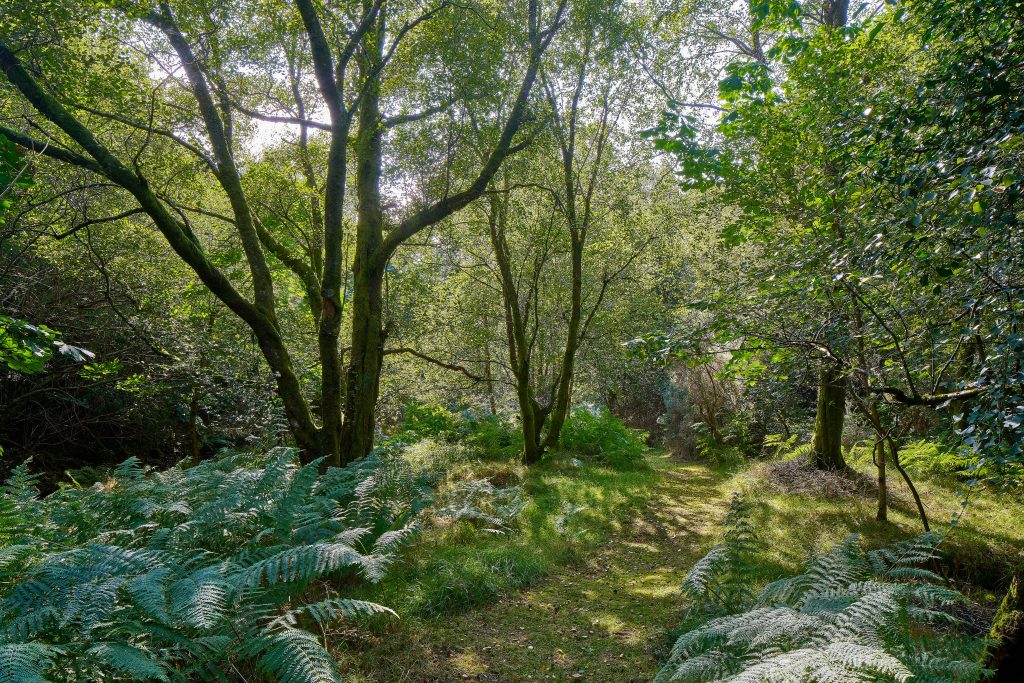 Sternes Mill, Annamoe, Roundwood, Co. Wicklow